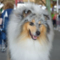 rough collie