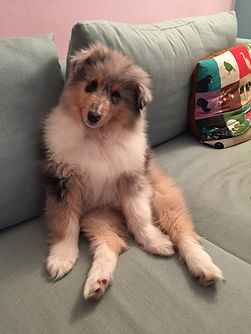 Rough Collie Criaderos