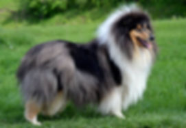 Top less koh-i-noor, Collie, Rough collie, Lassie