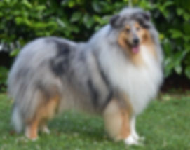 Delfluvia the great Gatsby, Collie, Rough collie, Lassie