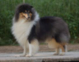 Be first amazing lov at delfluvia, collie, rough collie, Lassie