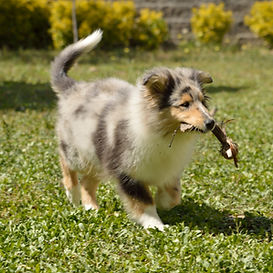 Cachorros collie pelo largo