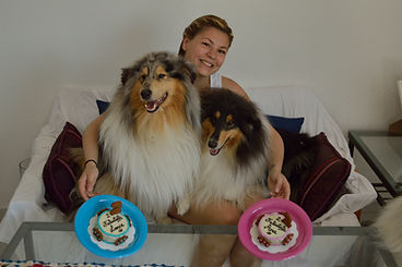 Rough Collie criadero España