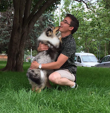 Rough Collie criaderos