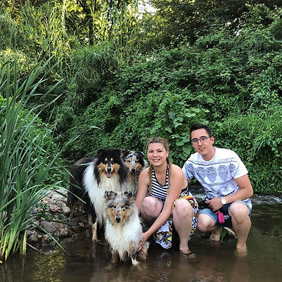 Rough Collie Criadero España