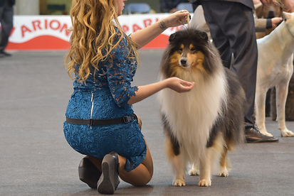 rough collie