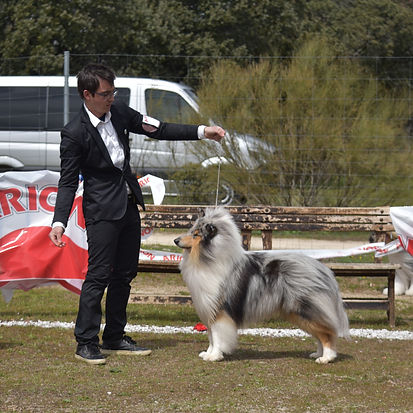 Criaderos de Rough Collie
