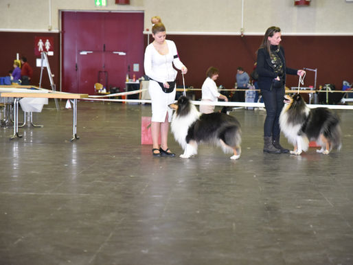 Especial Pastores Británicos Luxemburgo