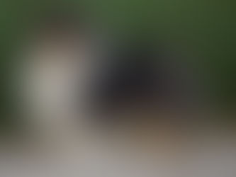 10 razas de perro con pelo largo