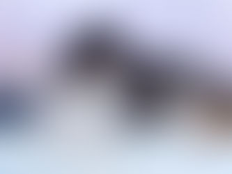 Nacimiento bebés de Rough Collie