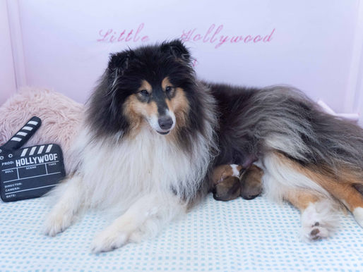 Nacimiento bebés de Rough Collie