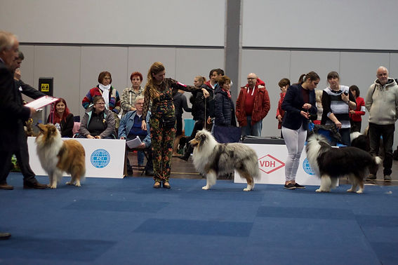 Rough Collie Criadero España