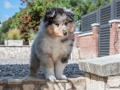 Los 6 imprescindibles para la llegada del cachorro