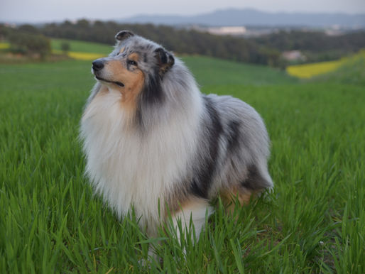 7 Complementos para la salud del Rough Collie