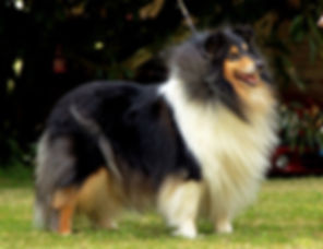 denfri revolution dream in black, collie, rough collie, Lassie