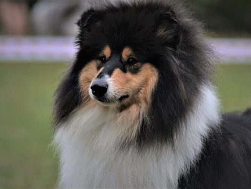 National d´Elevage 2020