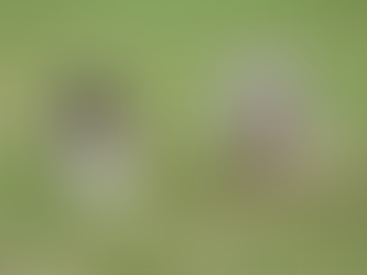 Cuidados del perro pastor escocés