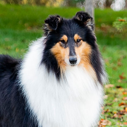rough collie tricolor