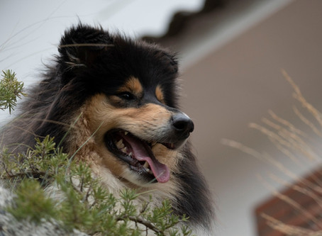 La alimentación del collie de pelo largo