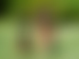 Las razas de perros más inteligentes