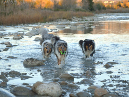 ¿Cómo refrescar a un perro?