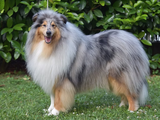 7 motivos para NO rapar a tu Collie