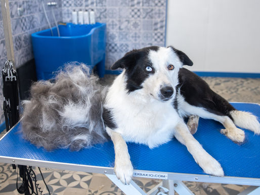 Todo lo que Necesitas Saber sobre el Cuidado del Pelaje del Border Collie