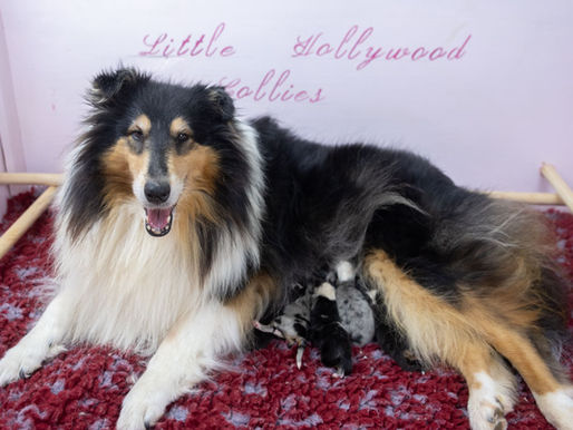 Nacimiento camada Karissa x Napo