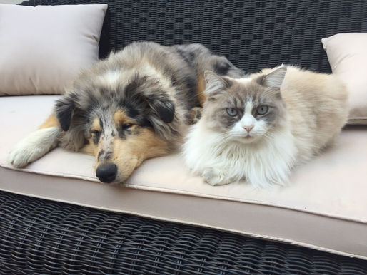 La vida con un Rough Collie