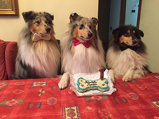 Rough Collie criadero españa