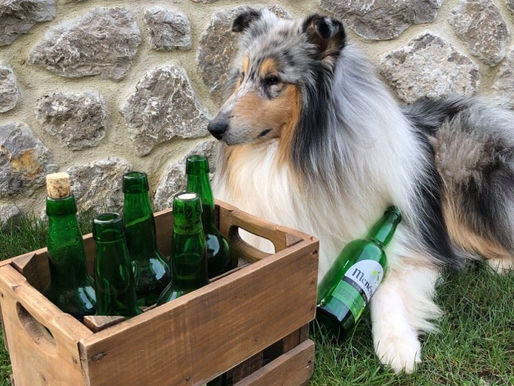 Viajar con tu perro a Asturias