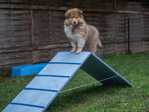 Como hacer una empalizada para cachorros