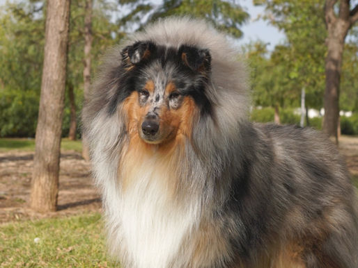 El LOE y El Pedigree