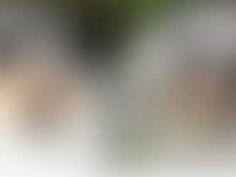 Rough Collie Europeo vs Americano