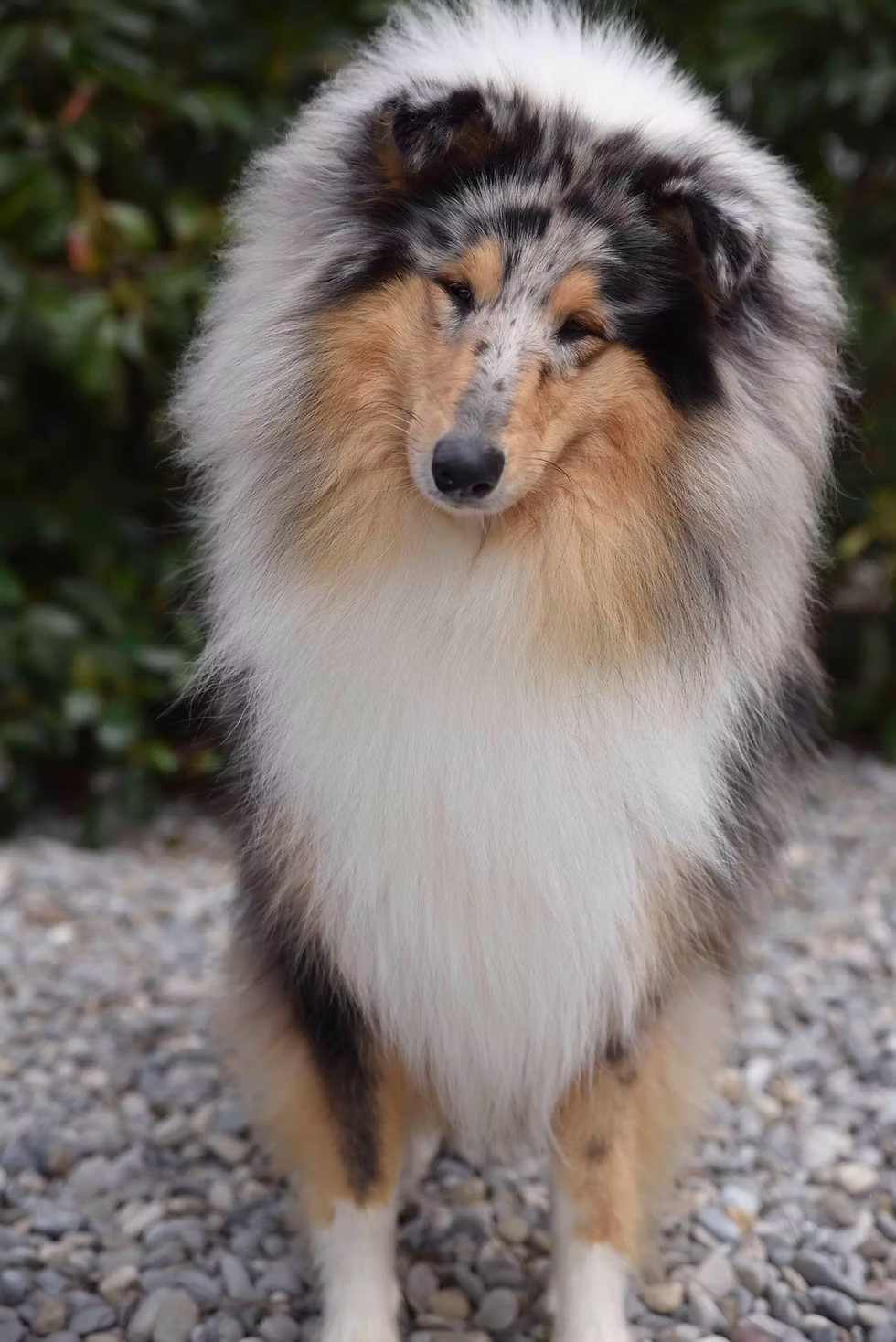 Rough Collie merle