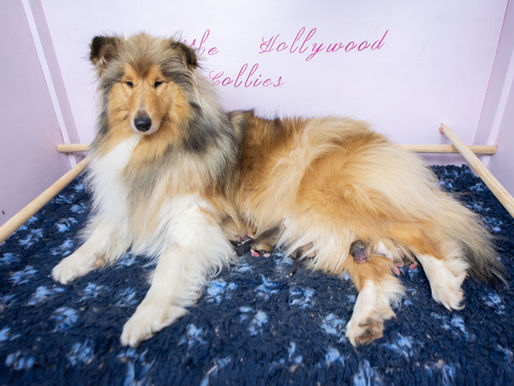 Nacimiento camada Dream x Polo