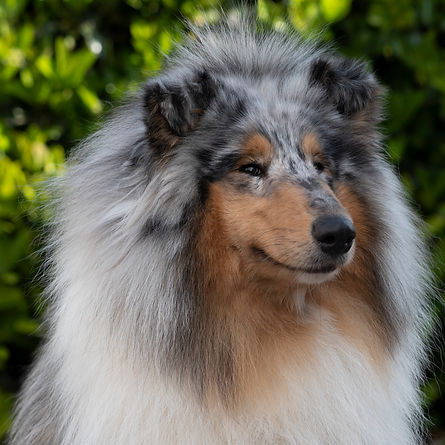 rough collie blue merle