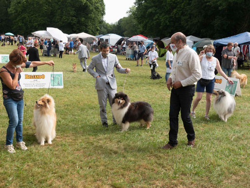 Exposición Dijon (Especial Collie)