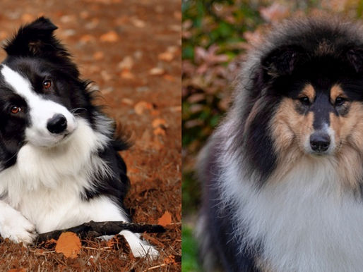 Border Collie vs Rough Collie