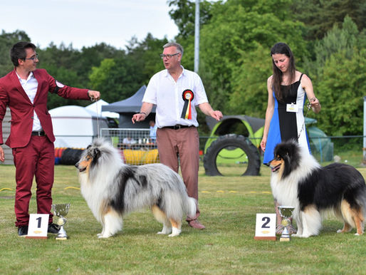 ¿Qué tan importantes son las exposiciones caninas para un criador?