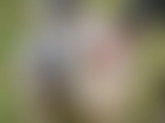 ¿Puedo darle huesos a mi perro?