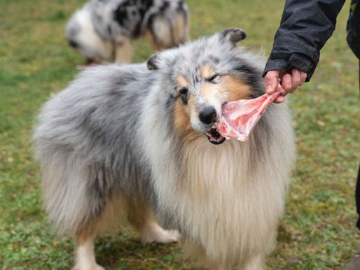 ¿Puedo darle huesos a mi perro?