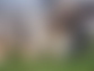 La esterilización en perros