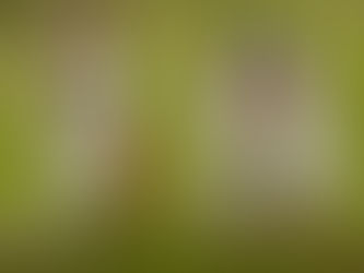 Rough Collie vs Smooth Collie