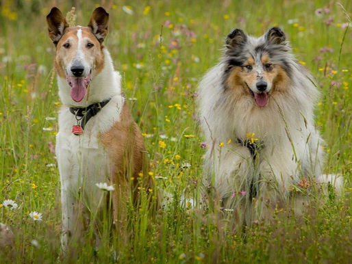 Rough Collie vs Smooth Collie