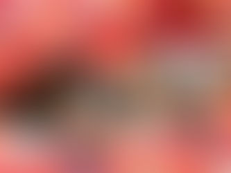 Primeros meses de vida en los cachorros de Rough Collie