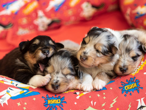 Primeros meses de vida en los cachorros de Rough Collie