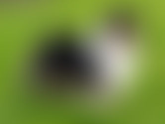 Las orejas del Rough Collie