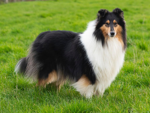 Las orejas del Rough Collie