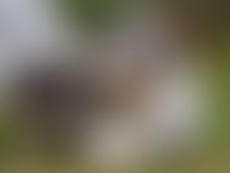 Nombre de perro, ¿Cual es tu preferido?